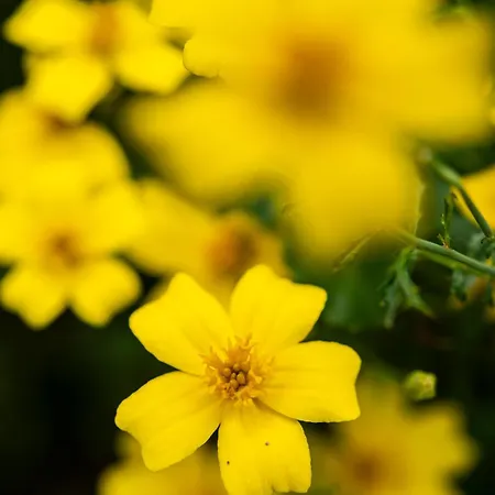 Flocons De Sel - Relais & Chateaux 5* Megève