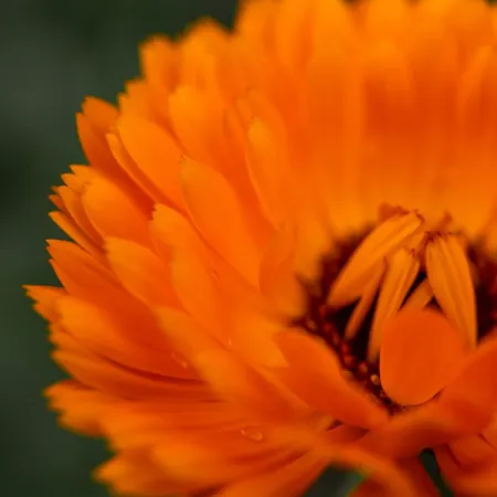 酒店 Flocons De Sel - Relais & Chateaux